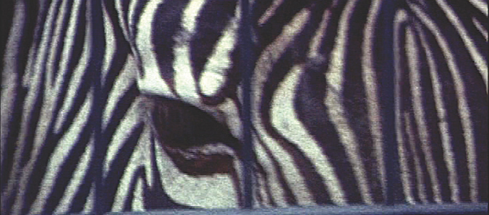 profile image of the face of a zebra in captivity from Shelly Silver's short film small lies, Big Truth