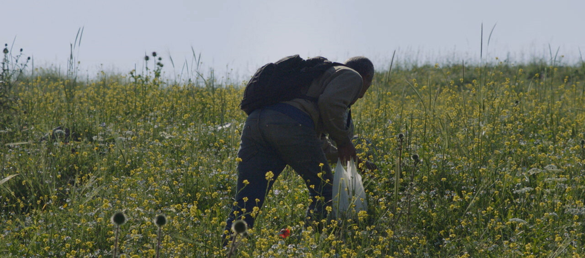 An older Palestinian man viewed from behind leans over in a field of wild grasses and herbs. He wears a backpack and holds a plastic bag.