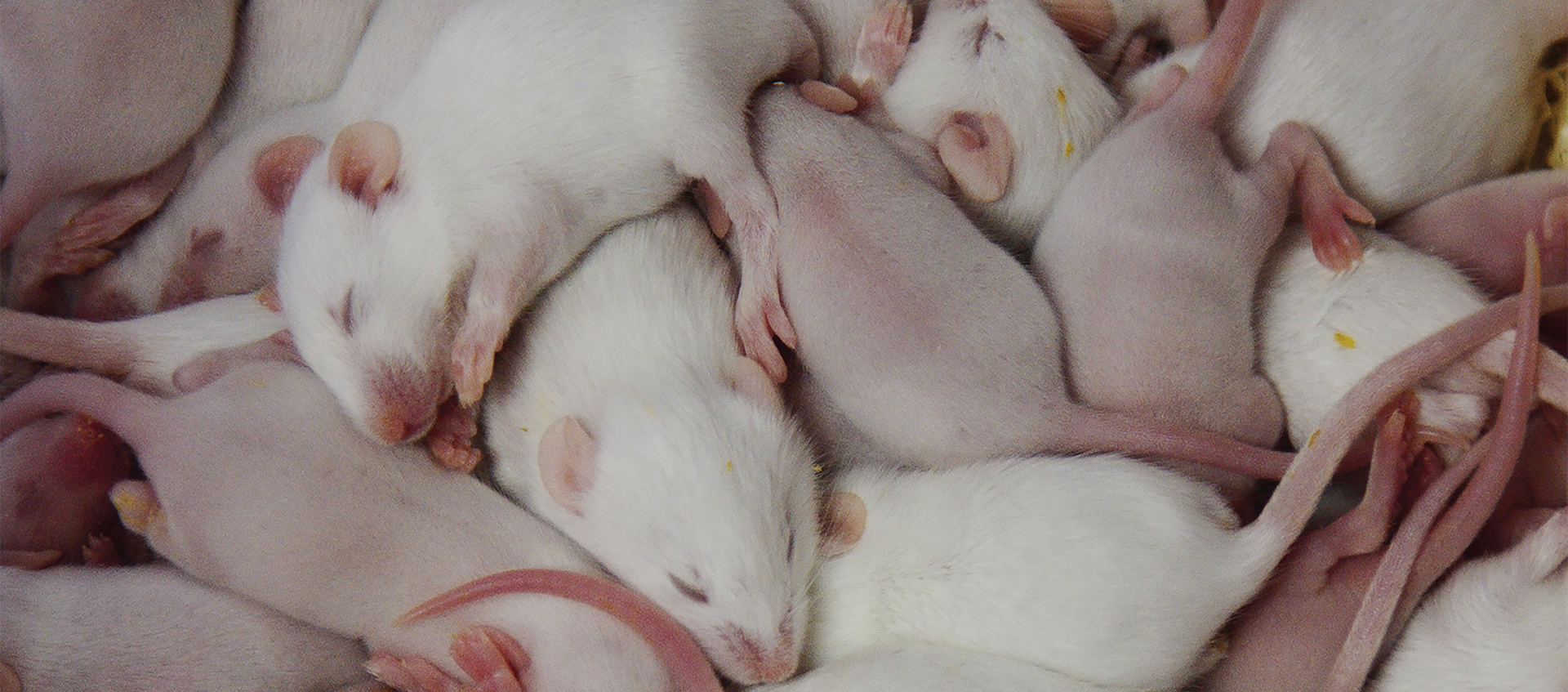a pack of white rats