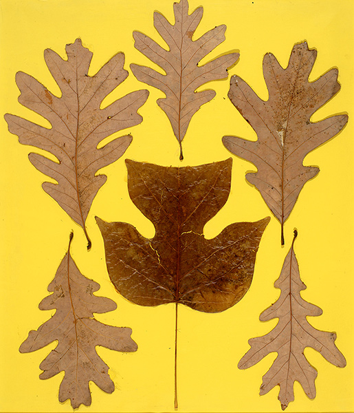 various leaves collaged on a yellow background