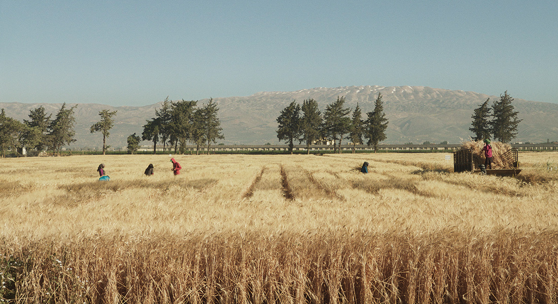 Field of grain