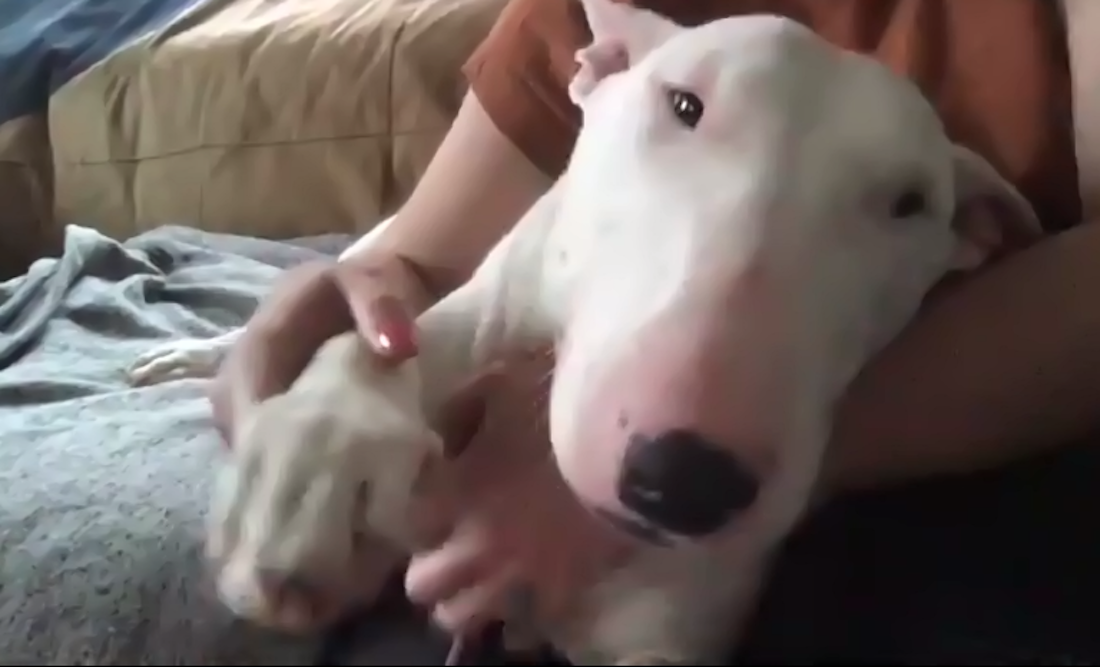 White dog on woman's lap