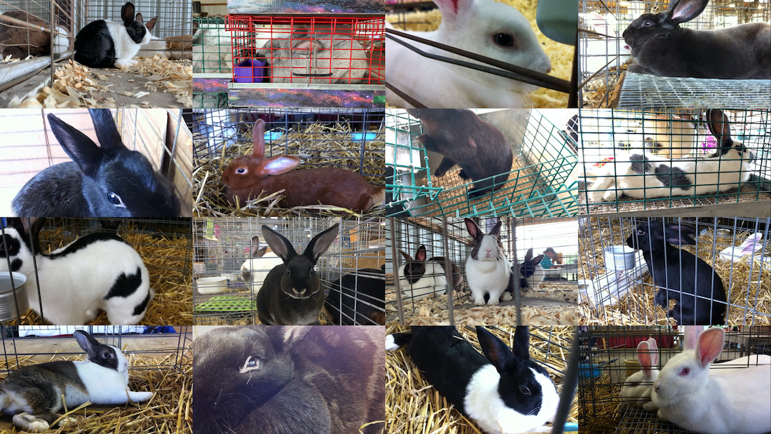 a 15-image grid of rabbits in competition at the Ohio State Fair