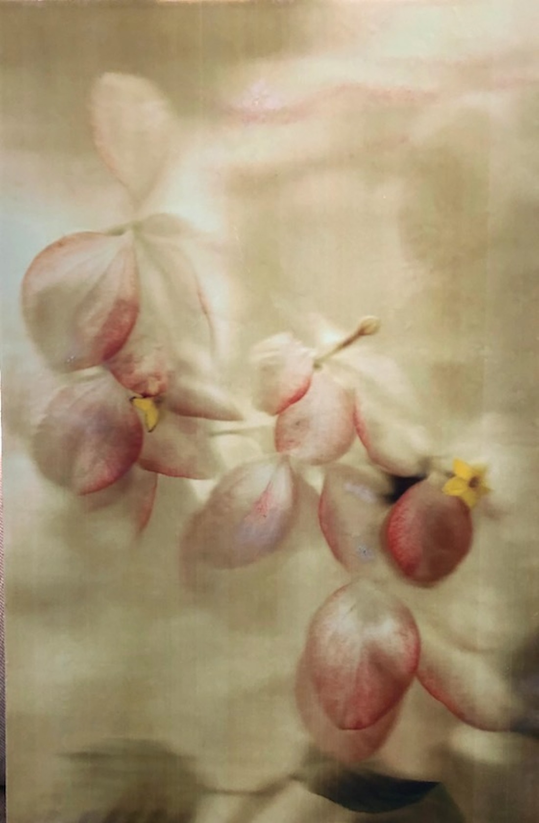 An image of white and pink flowers under encaustic, which creates a hazy effect