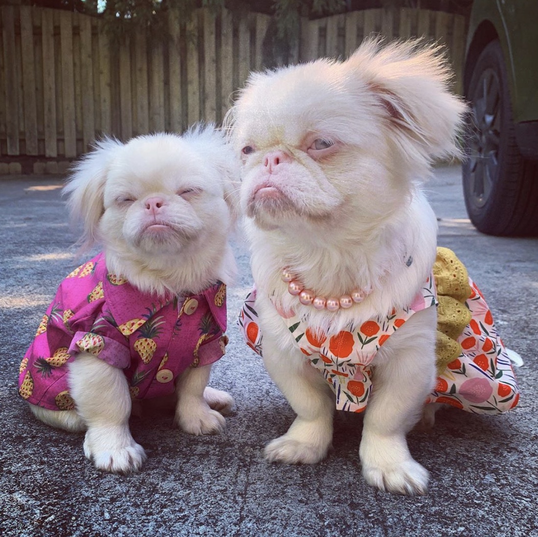 Two small, long haired albino dogs sitting together dressed respectively in a hawaiian print shirt and a floral dress with a faux pearl necklace