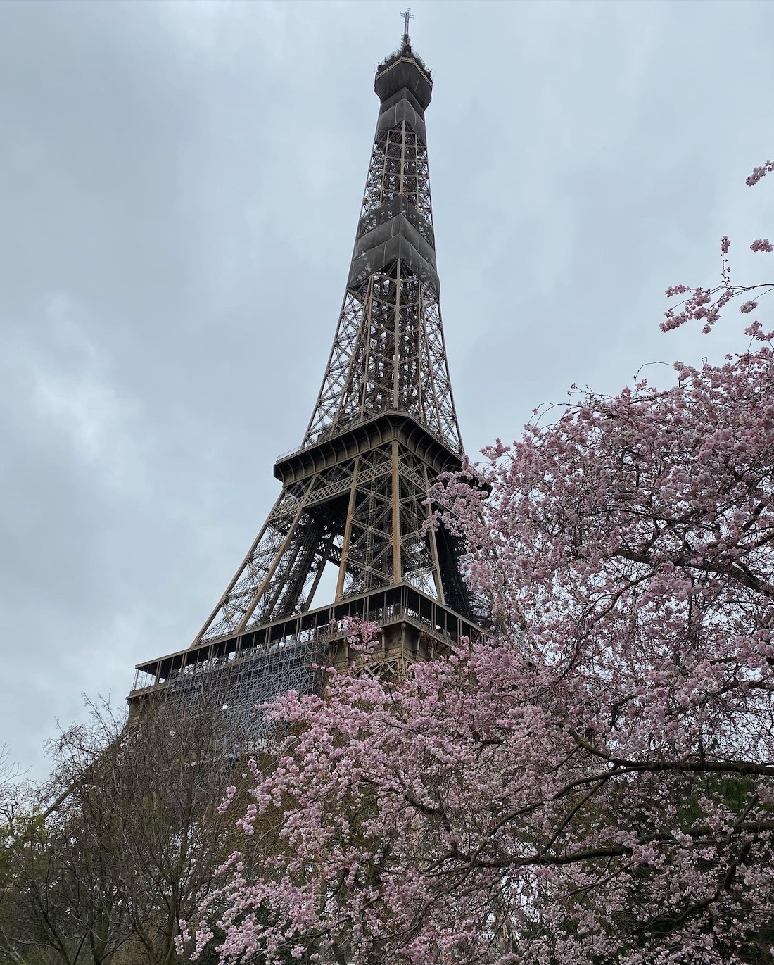 A shot from street level of the Eiffel Tower with pink flowering trees in the foreground