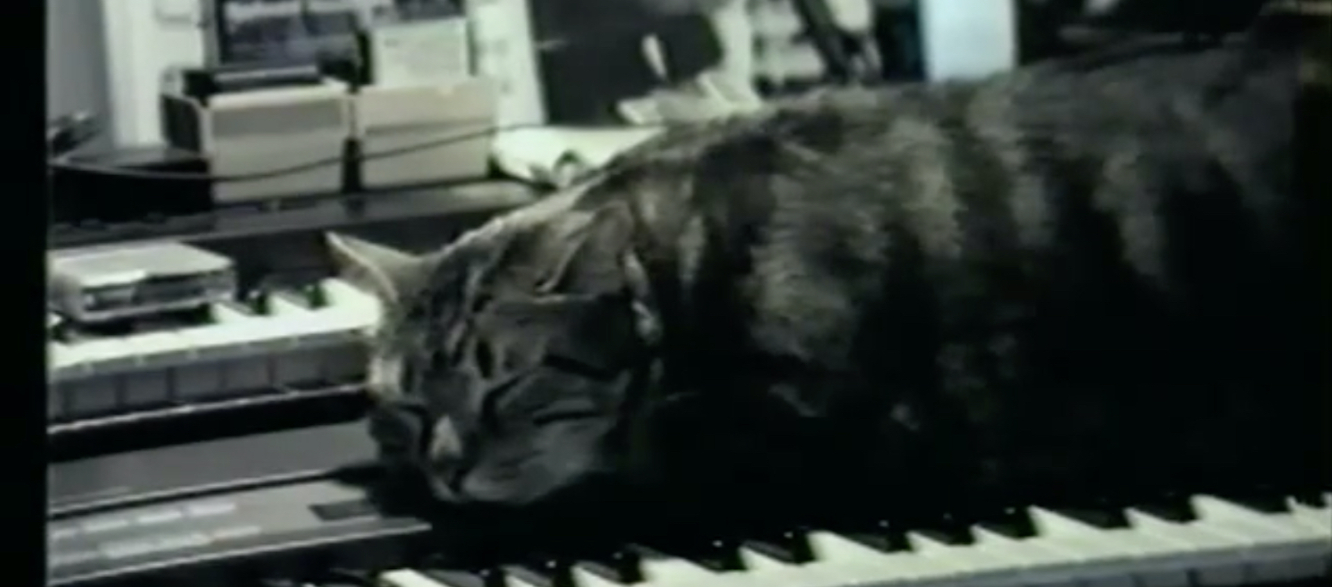 Chris Marker's Bestiary: Cat Listening to Music