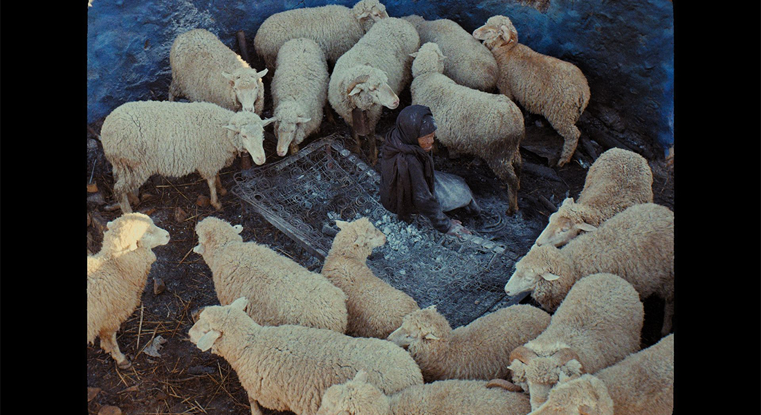 A person sits on the ground surrounded by sheep