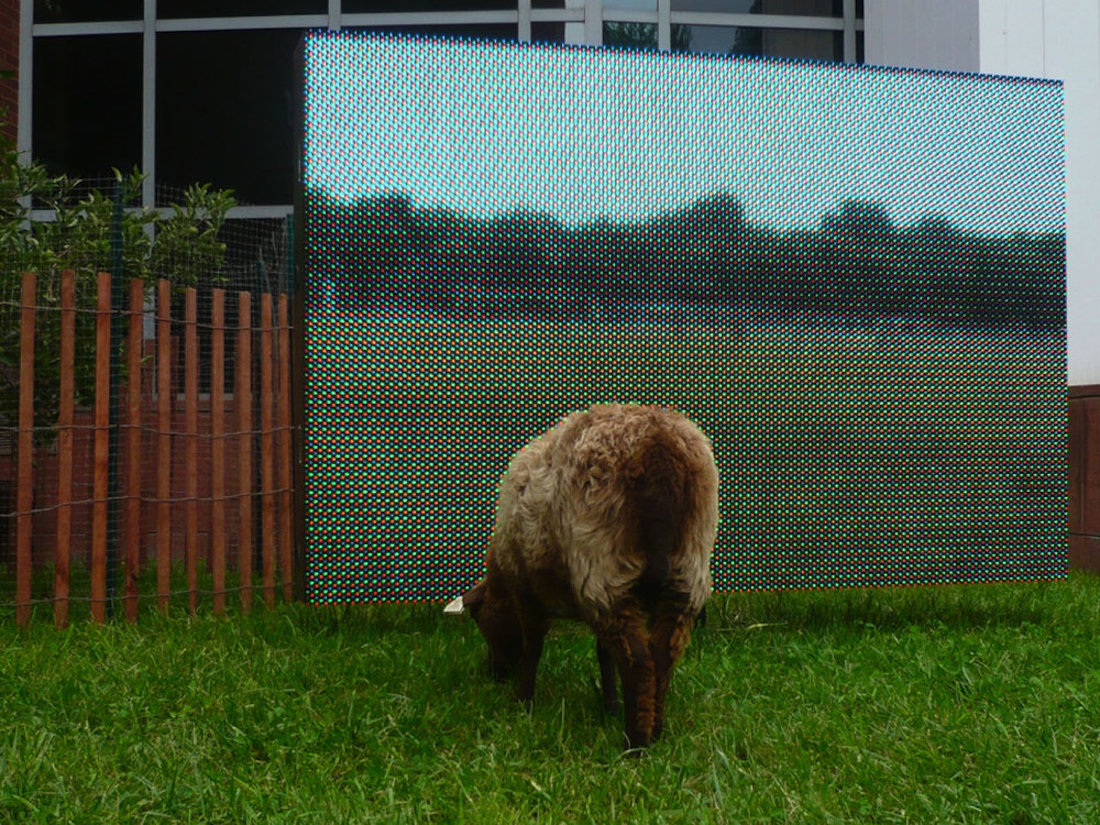 Photo of sheep at Michael Mercil's Virtual Pasture, adjacent to the Wexner Center for the Arts