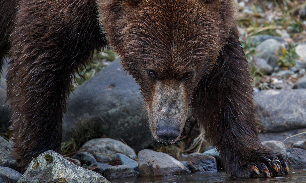 A brown bear looks down at water and rocks