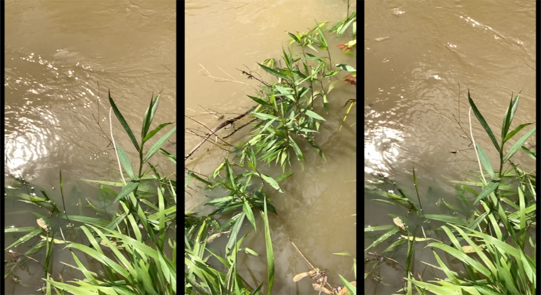 A photo broken into three of leafy plants in brown water