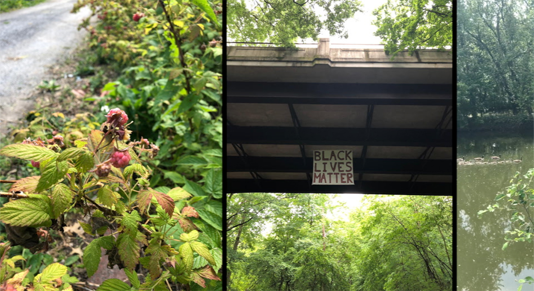 From left to right: Photo of a berry bush on the side of a paved path; photo of a sign that reads “BLACK LIVES MATTER” hanging under a bridge, surrounded by trees; edge of a photo featuring geese swimming in a river and trees in the background