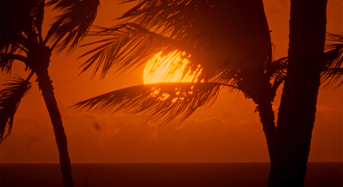 Still of a deep, red-orange sky with the bright, yellow-orange sun in the center and outlines of clouds and the horizon below it. The silhouettes of two palm trees are in the forefront, one of which has leaves blocking part of the sun.