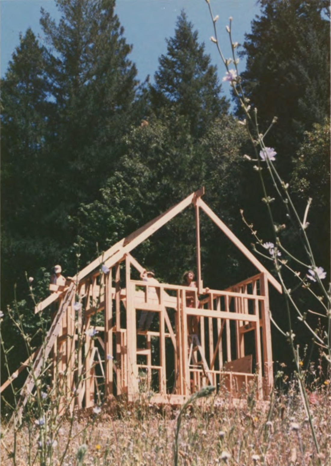 Low-angle view of several women working together to construct a wooden cabin in a field with tall, green pines in the background