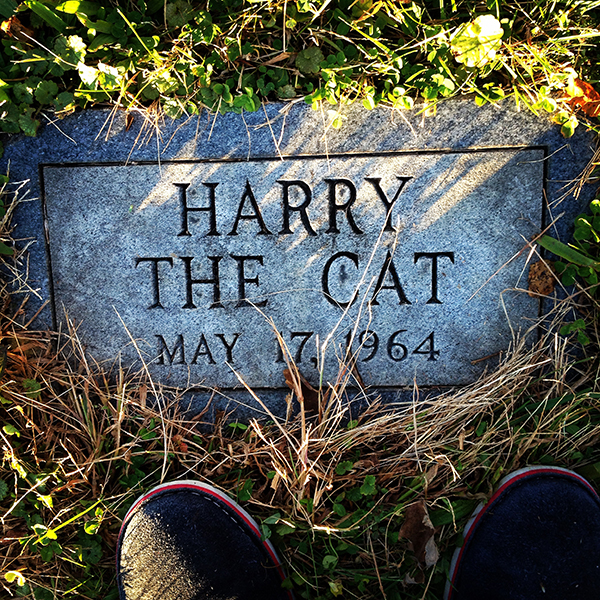A tombstone that reads "Harry the Cat May 17, 1964" sits in some grass