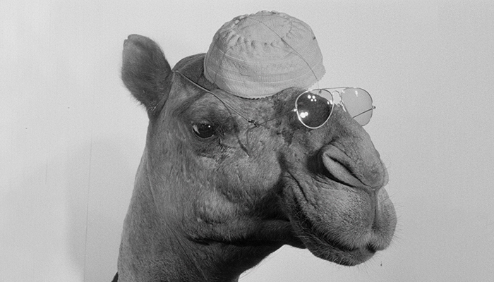 headshot of a camel with glasses and hat