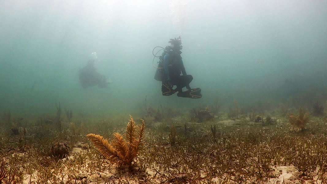 Two scuba divers hover in meditation over the turtlegrass meadow of the Atlantic seabed. A soft coral sways in the foreground.