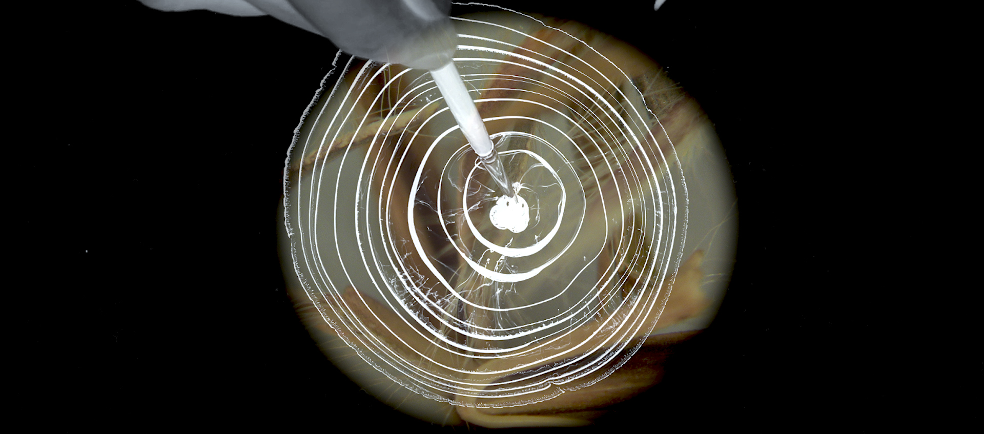 Concentric white circles are superimposed over a microscopic image of big bluestem seeds. A hand holds a paintbrush, which hovers over the center of the circles.