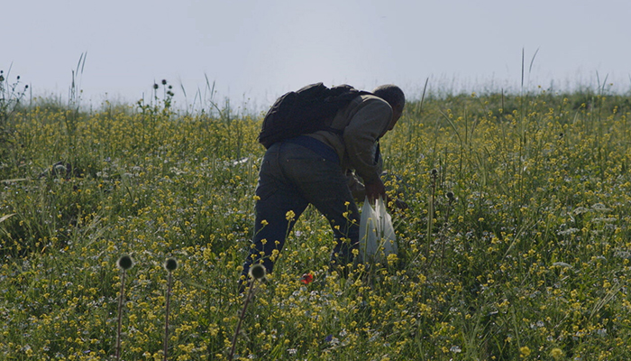 An older Palestinian man viewed from behind leans over in a field of wild grasses and herbs. He wears a backpack and holds a plastic bag.