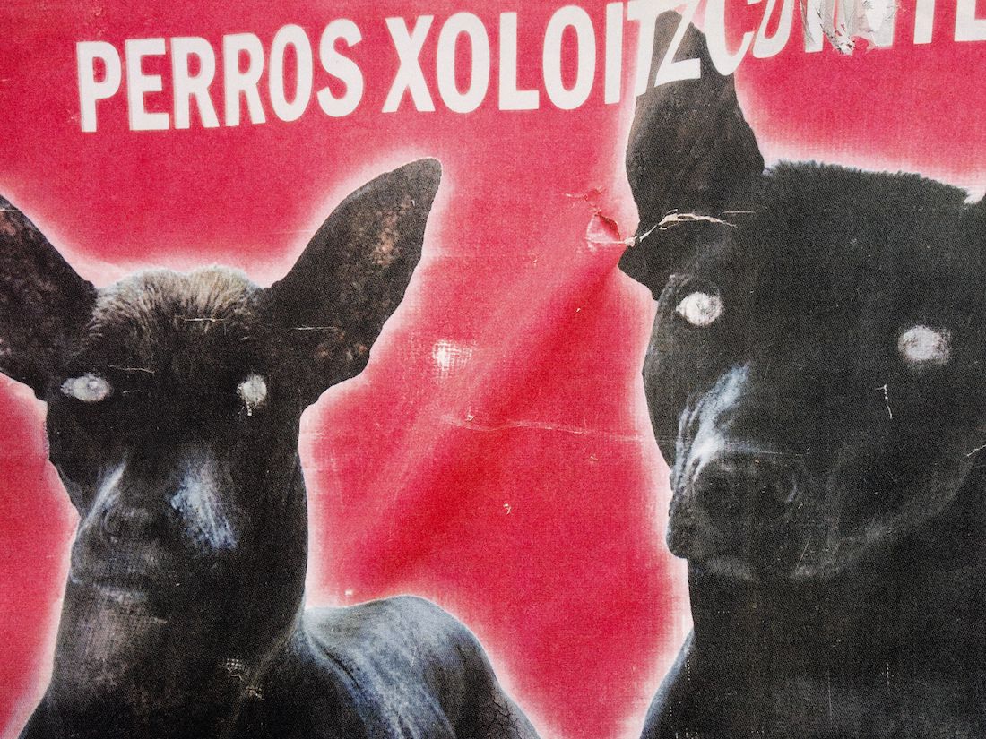   Two black dogs with white eyes against a red background with Spanish text at the top.