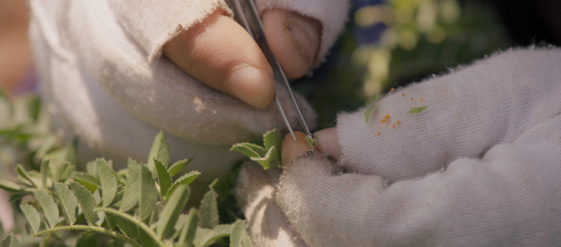 Detail of a pair of hands in modified gloves using tweezers to cross-pollinate a pair of plants. The gloves are stained with dirt and plant matter.