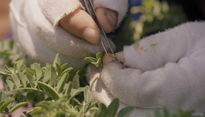 Detail of a pair of hands in modified gloves using tweezers to cross-pollinate a pair of plants. The gloves are stained with dirt and plant matter.