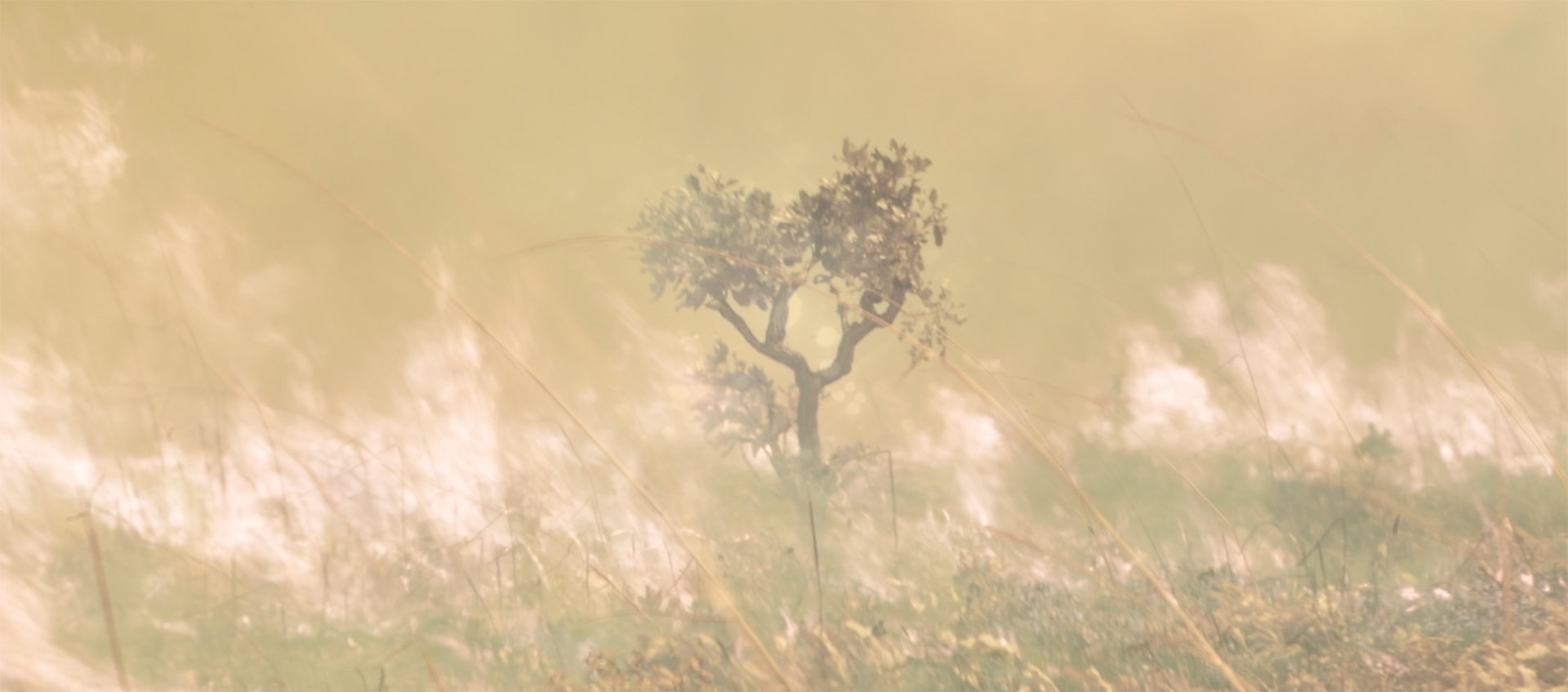 Sepia-toned video still of a short tree or shrub standing in a field with smoke or fog rises from the ground around it. 