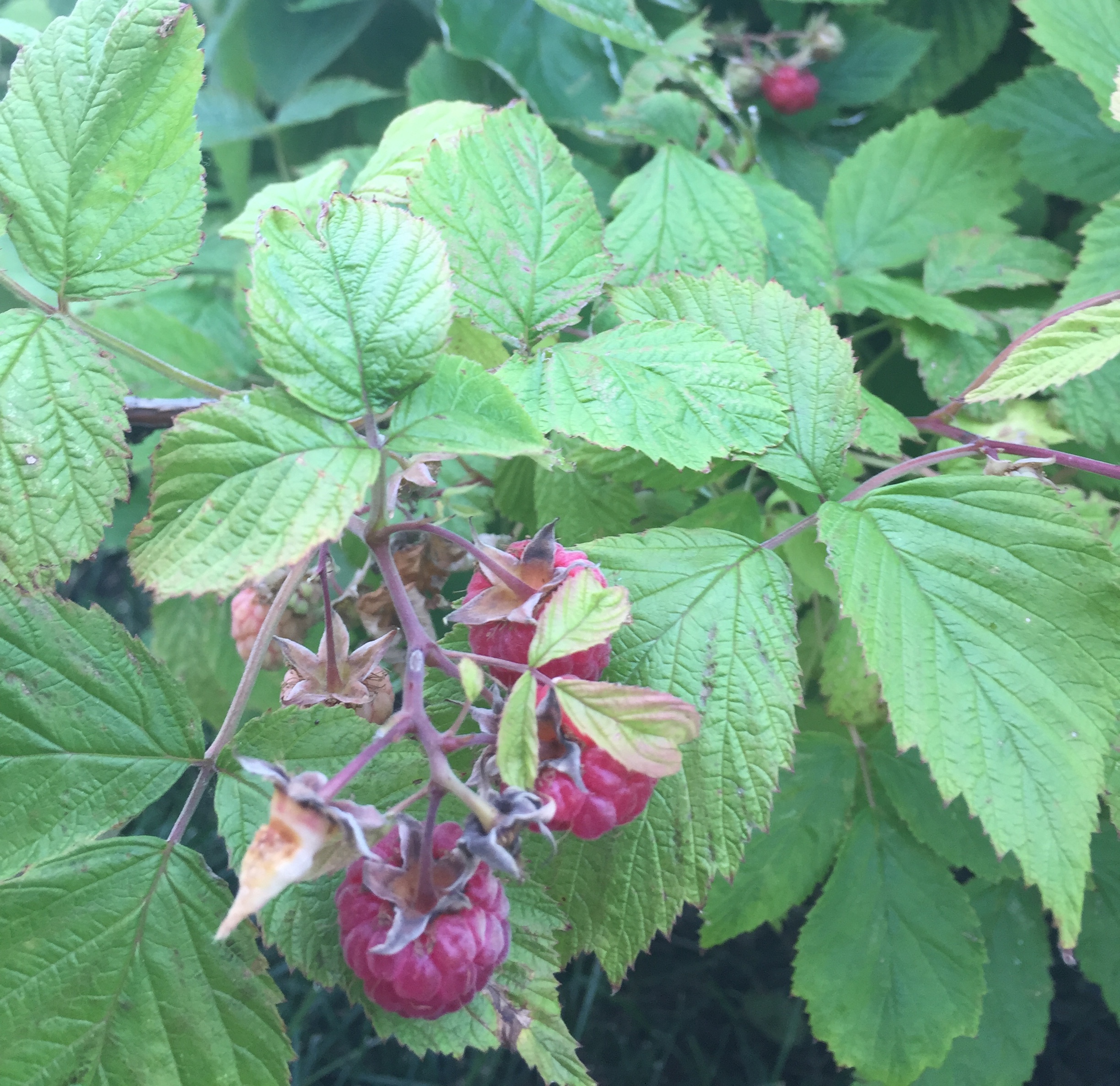 Raspberry bush in the Weinland Park Berry Patch