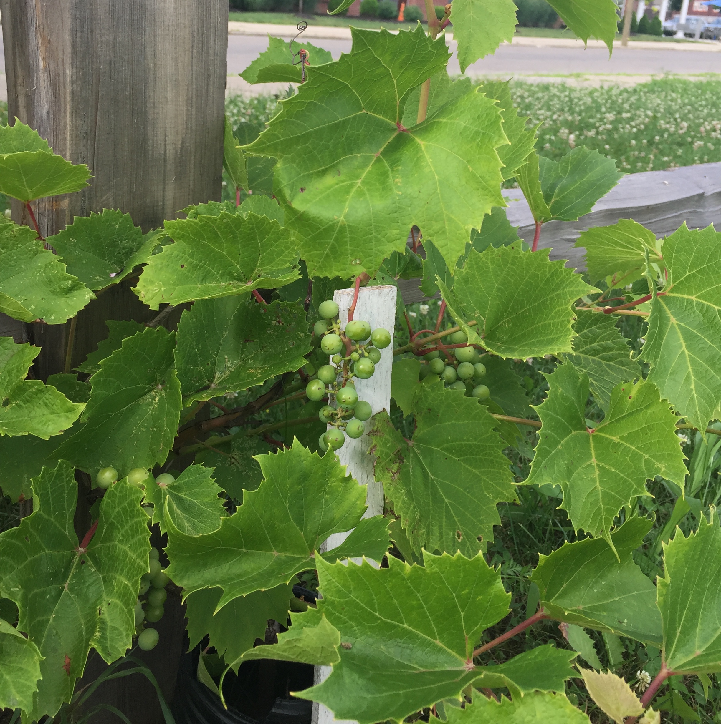 Grape vines growing at the South Side Fruit Park