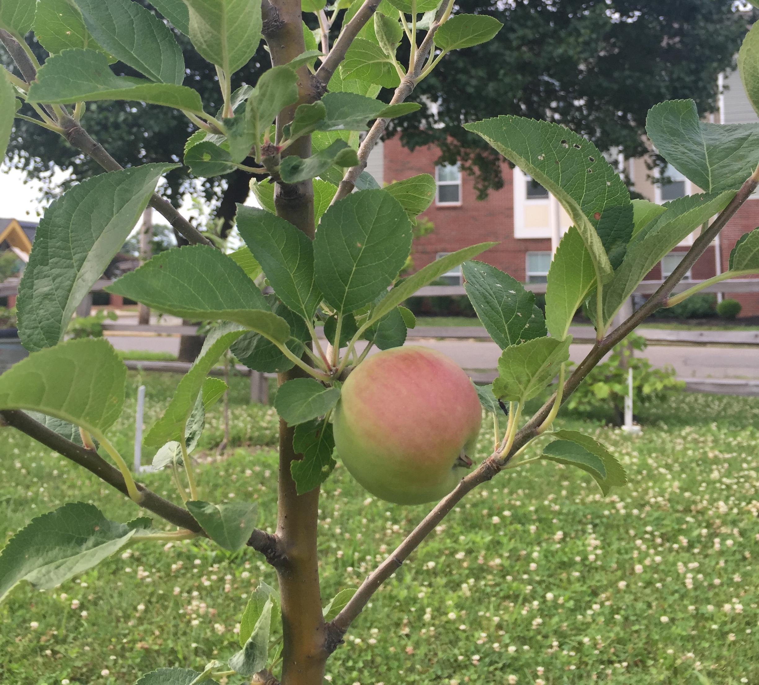 Fruit tree at South Side Fruit Park